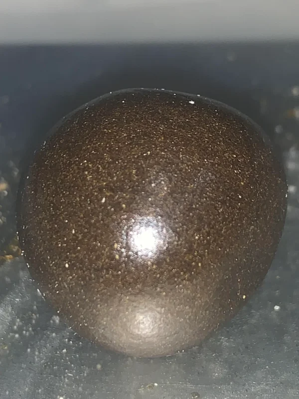 authentic temple ball tek hash 4saleauthentic temple ball tek hash 4sale