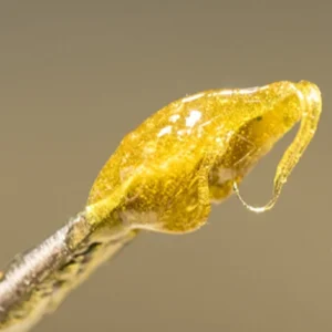 natural rosin oil for sale–100% pure